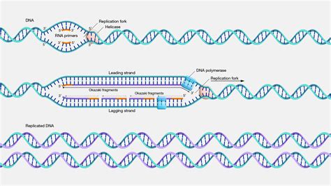 replicon in dna replication.